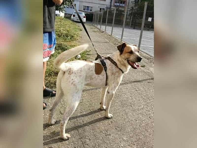 Spike - menschenbezogener, freundlicher Rüde sucht dringend ein Zuhause oder PS