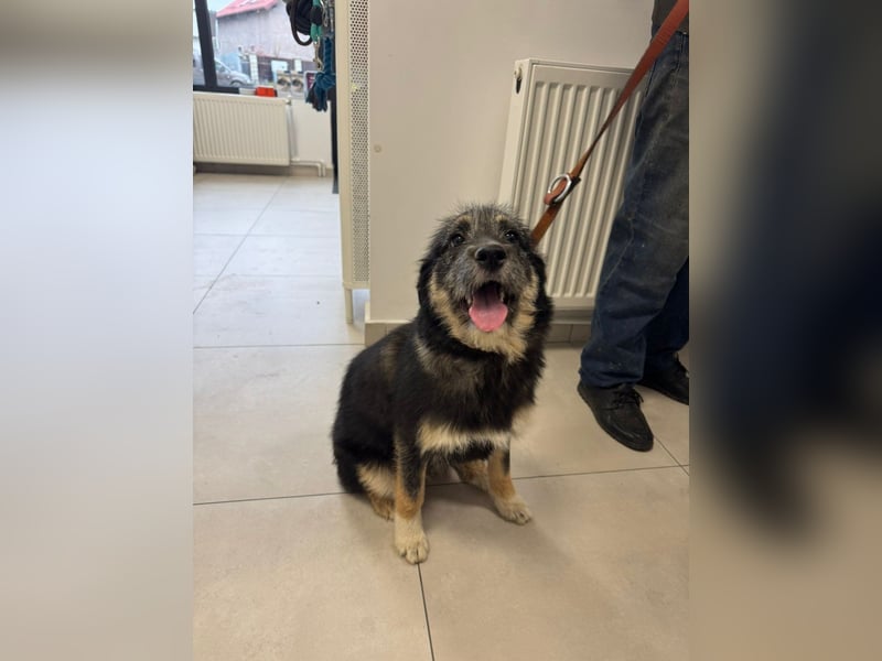 Marimar - 6 Monate junge freundliche, aktive Mischlingshündin sucht ein Zuhause