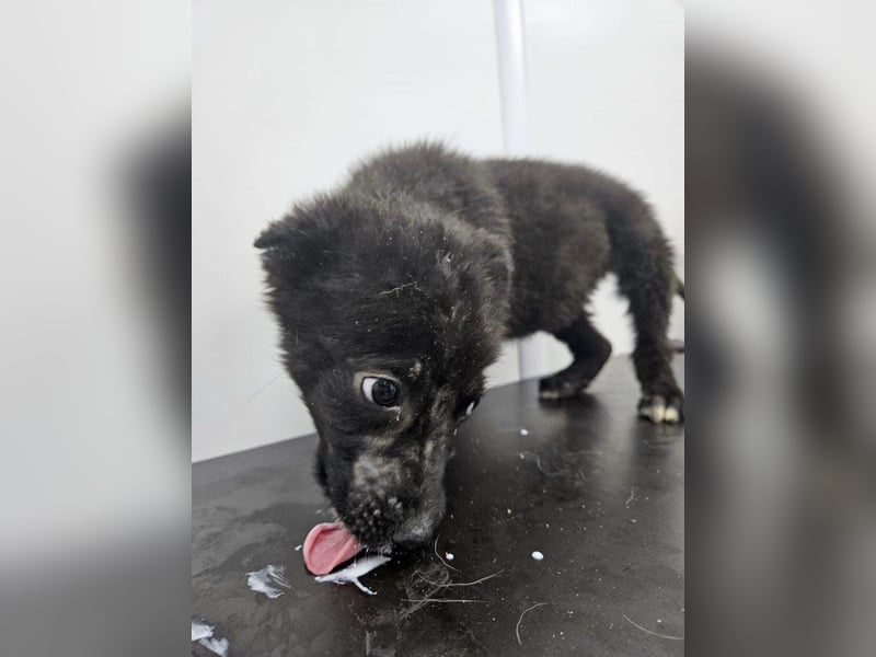 Louis - verspielter, vorsichtiger Welpe