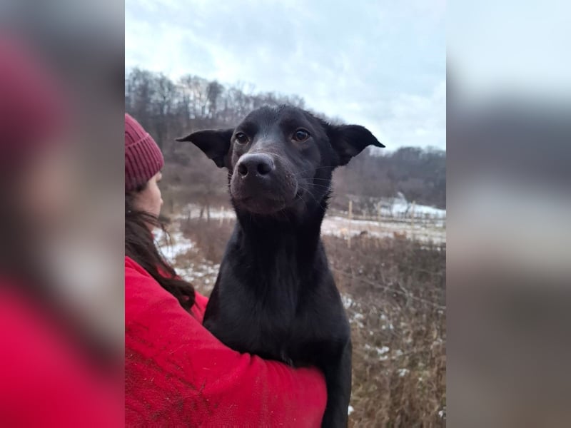 Alva - verspieltes, fröhliches 10 Monate junges Hunde-Mädchen