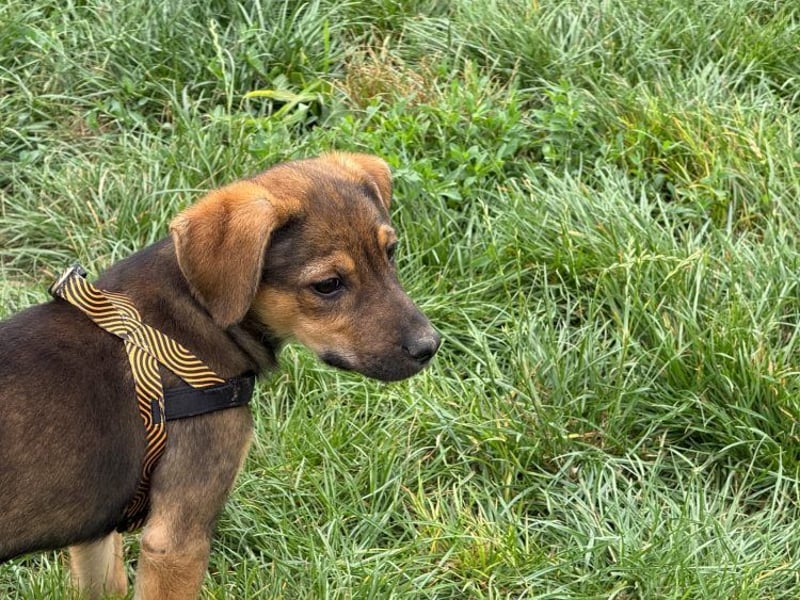 Kylie - neugieriges, verspieltes Welpen-Mädchen