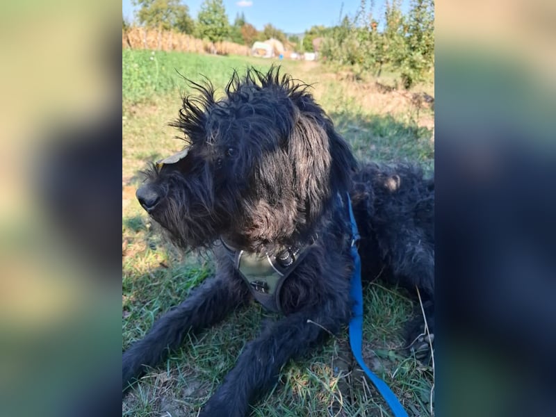 Louie – süßer Wuschel auf der Suche nach dem großen Glück