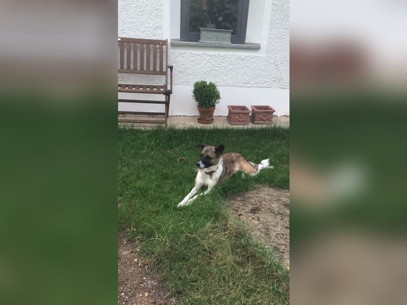 Tina - liebe Hündin sucht ihr Glück als Zweithund / z.Zt. in 93170 Bernhardswald