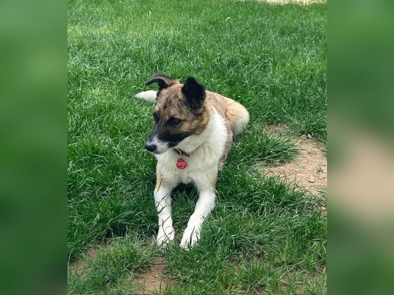 Tina - liebe Hündin sucht ihr Glück als Zweithund / z.Zt. in 93170 Bernhardswald