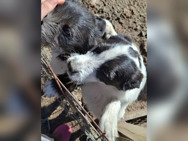 Luna - aktives, verspieltes 6 Monate junges Hunde-Mädchen sucht liebevolles Zuhause