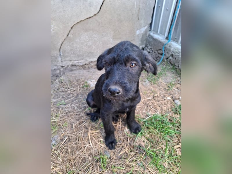 Louie - verspielter, fröhlicher 10 Monate junger Hunde-Junge