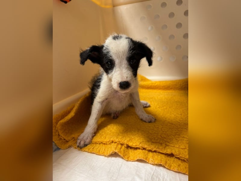 Vita - verspieltes, fröhliches 10 Monate junges Hunde-Mädchen