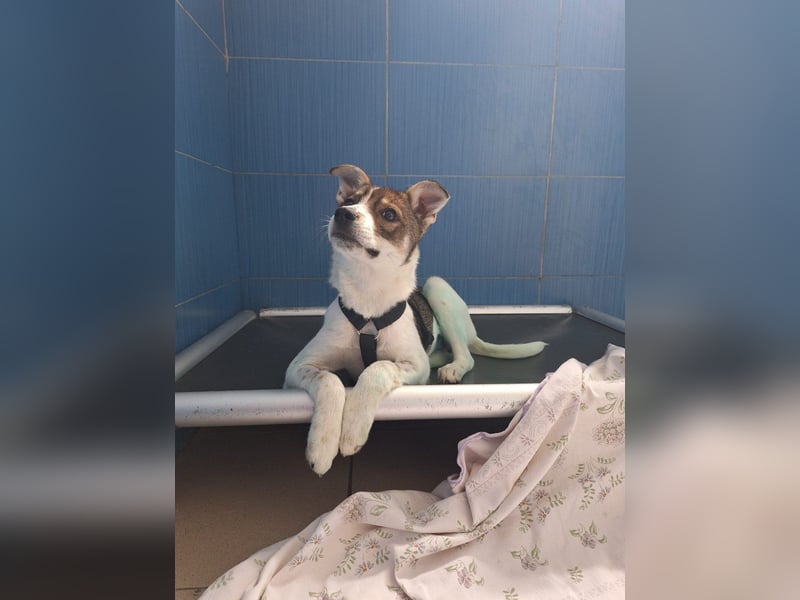 Amelia - ängstliches, aber neugieriges Welpenmädchen sucht ein Zuhause