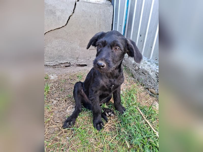 Louie - verspielter, fröhlicher 10 Monate junger Hunde-Junge