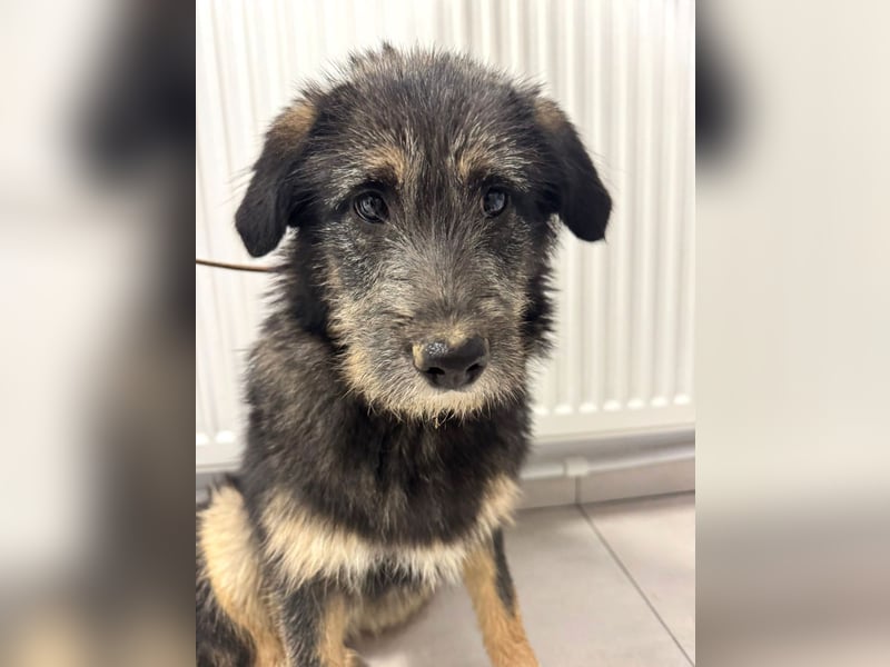 Marimar - aufgewecktes, fröhliches Hundemädchen sucht ein Zuhause