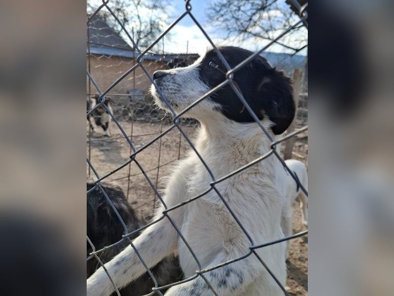 Luna - aktives, verspieltes 6 Monate junges Hunde-Mädchen sucht liebevolles Zuhause