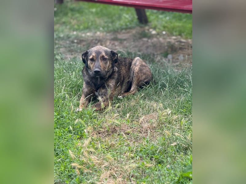 Noni - aktiver, freundlicher Rüde sucht Zuhause oder Pflegestelle