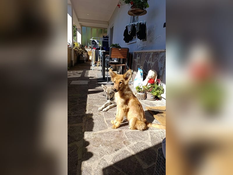 Pablo Plüschohr : „NACH HAUSE!“ Pablo Plüschohr : „NACH HAUSE!“