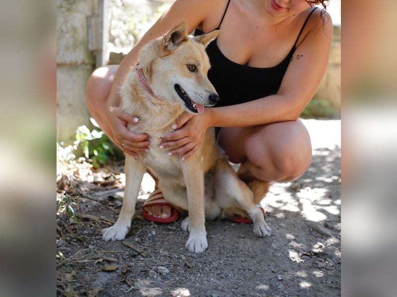 Shiba,- Doggiepower von Feinsten