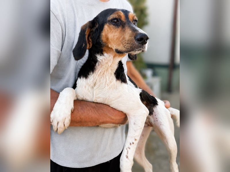 Pallina – Familienhundehoffnung -