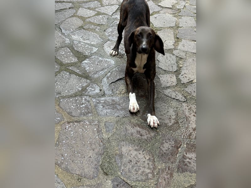 Diana – seßhaft werden
