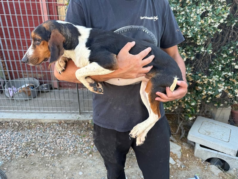 Macchia – Familienhundehoffnung
