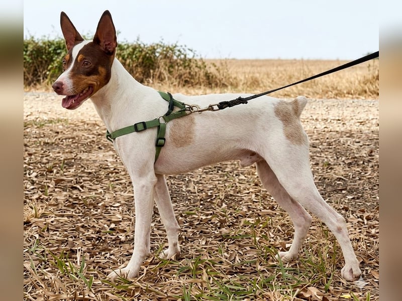 Timon – Windsbräutigam -