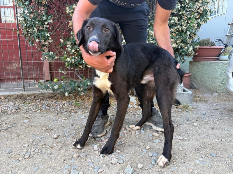 Orso – Familienhund in spe -