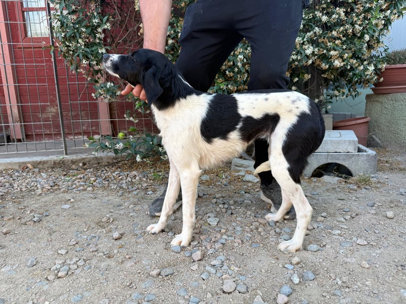 Venere – Familienhundehoffnung -