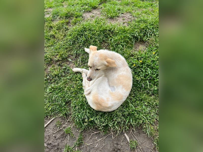 Perla,- ein pelziges Elfchen