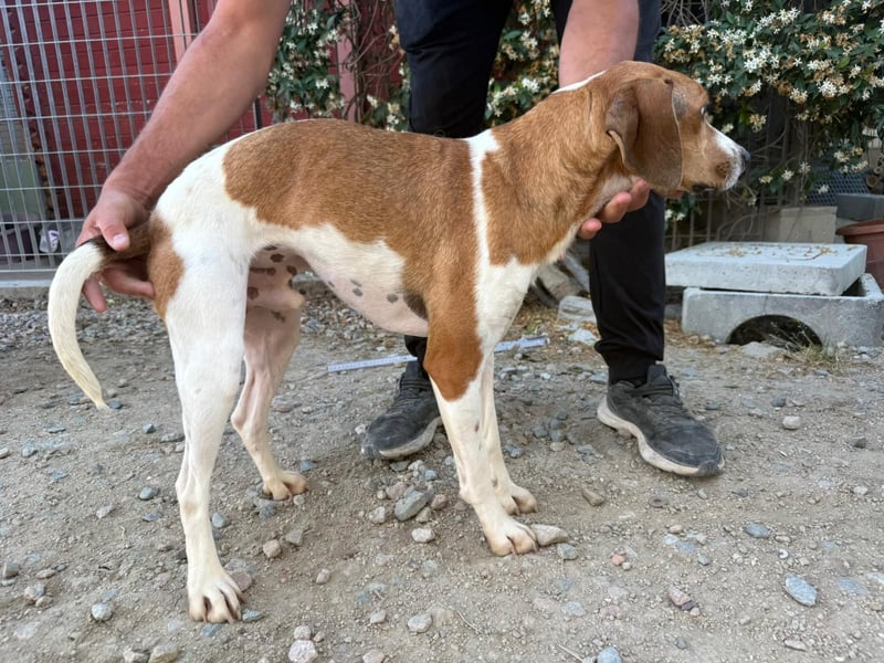 Bruce – Familienhund in spe -