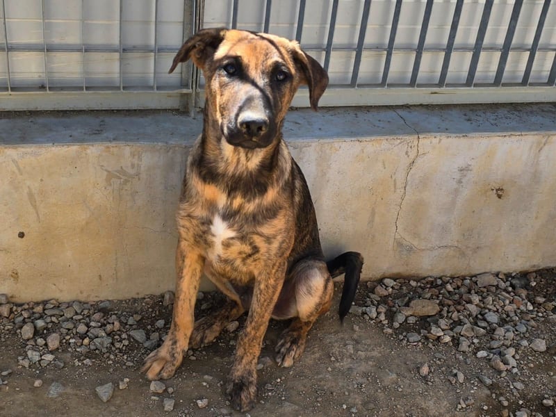 Diego:etwas schüchtern,aber voller Liebe