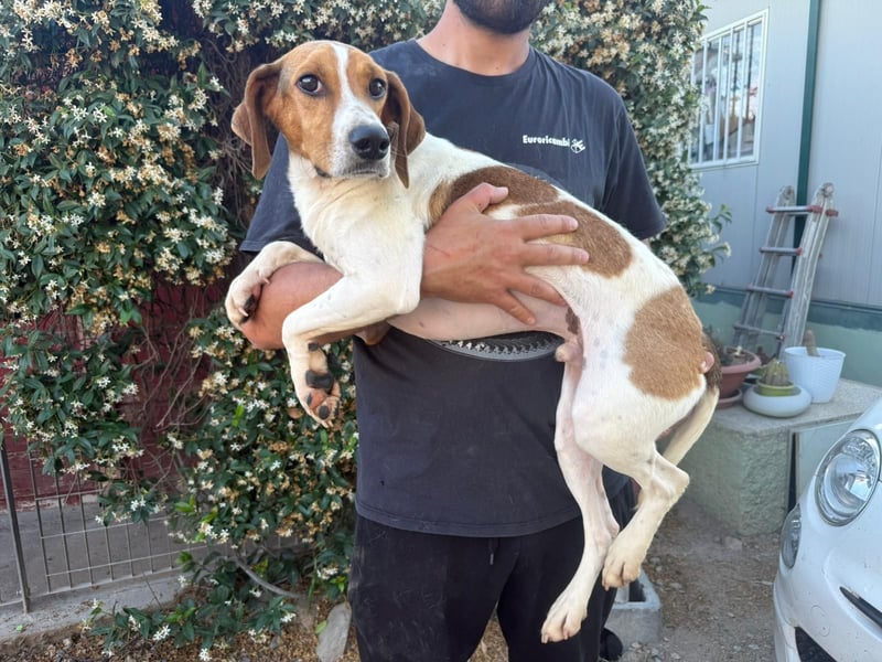 Bruce – Familienhund in spe -