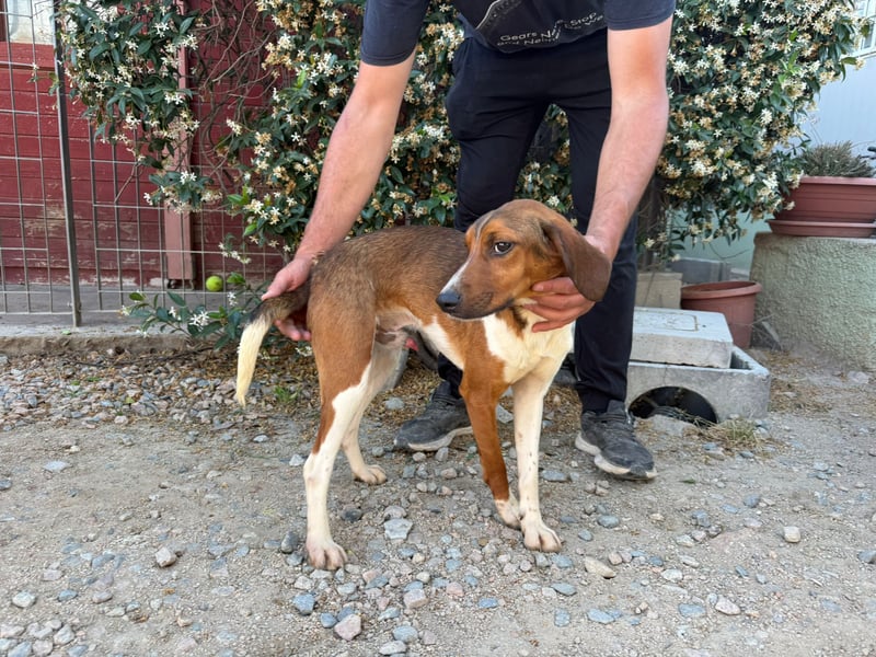 Birillo – Familienhund in spe -