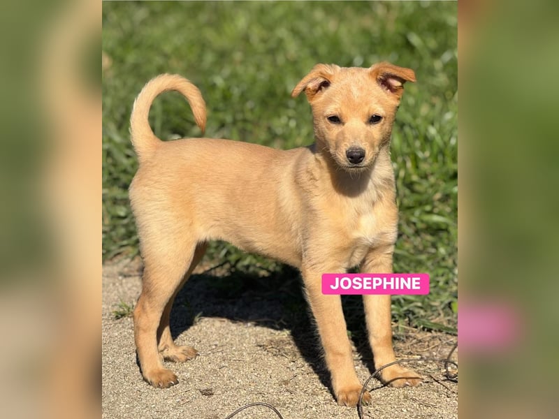 Josephine - - zuckersüßes Hundemädchen