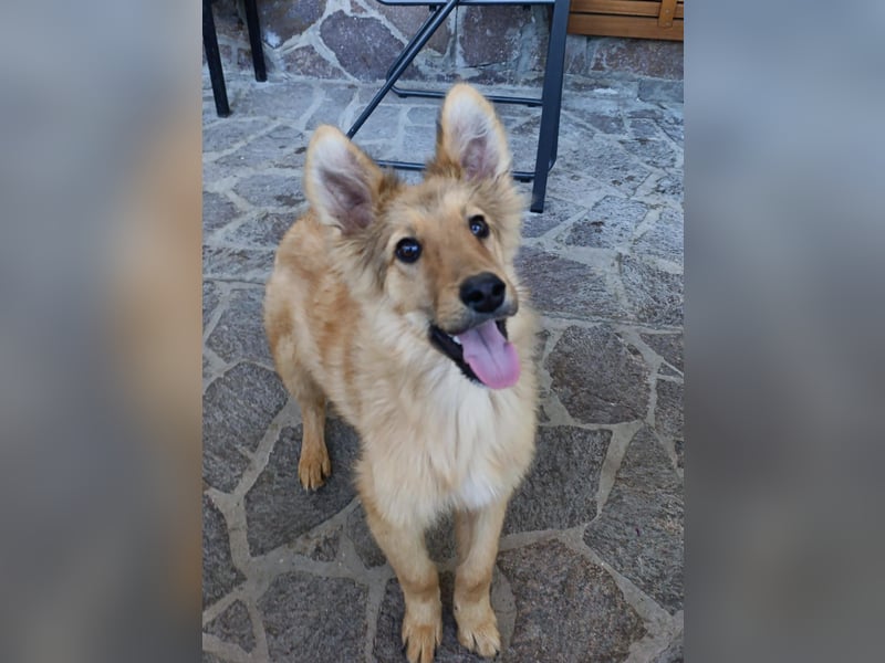 Pablo Plüschohr : „NACH HAUSE!“ Pablo Plüschohr : „NACH HAUSE!“