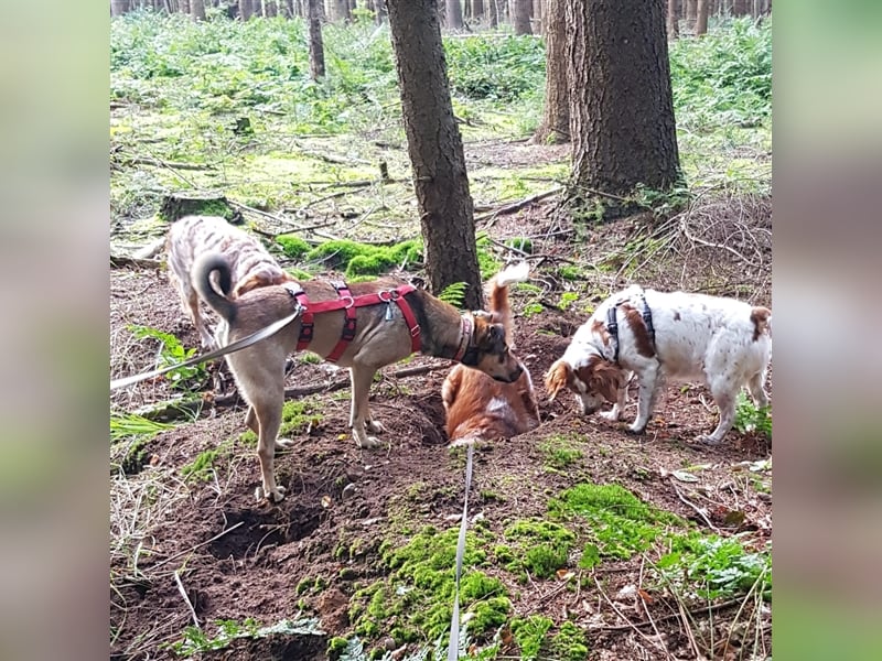 Terry:“Jetzt werde ich auch Familienhund?“