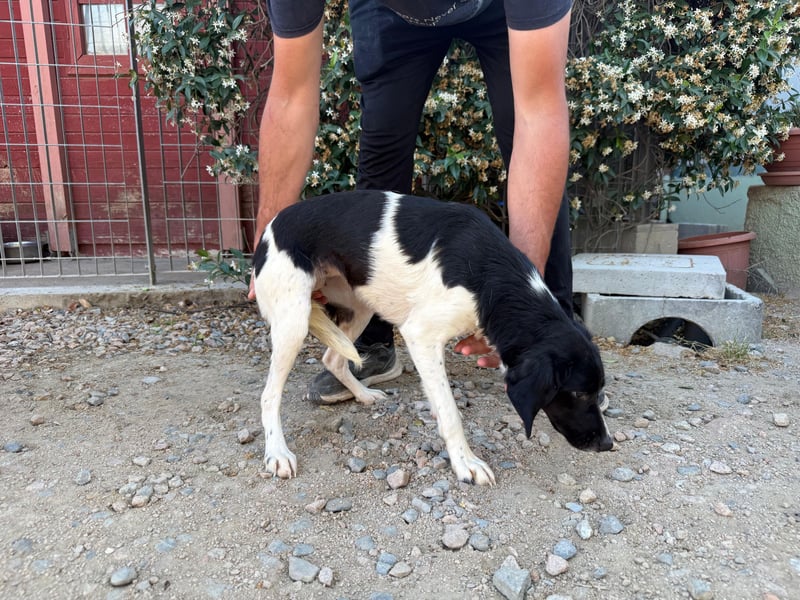 Venere – Familienhundehoffnung -