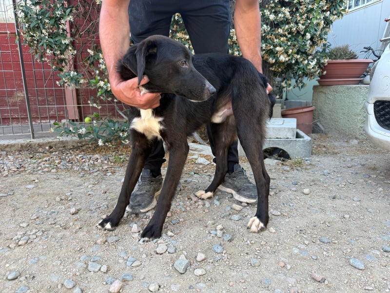 Orso – Familienhund in spe -