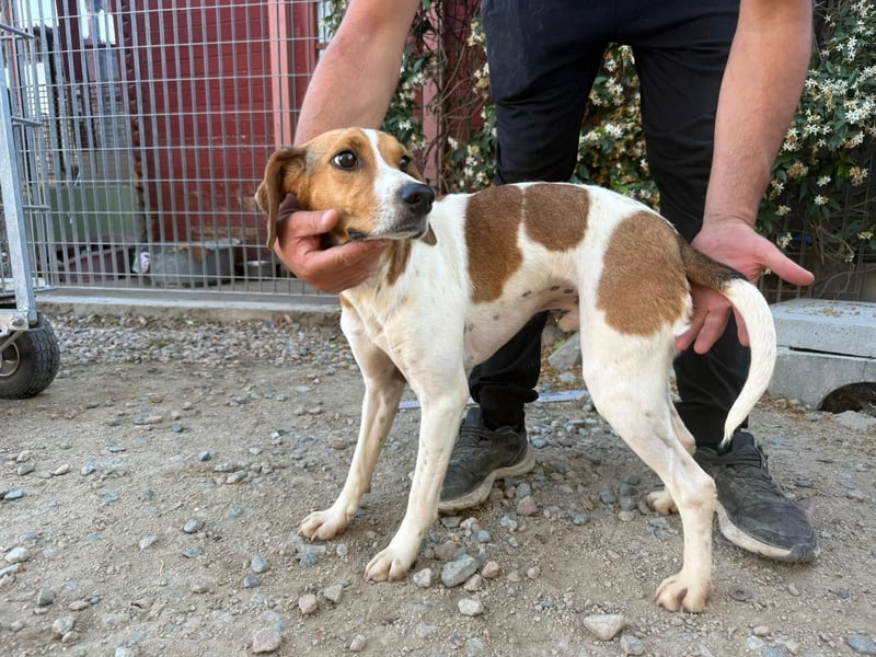 Bruce – Familienhund in spe -