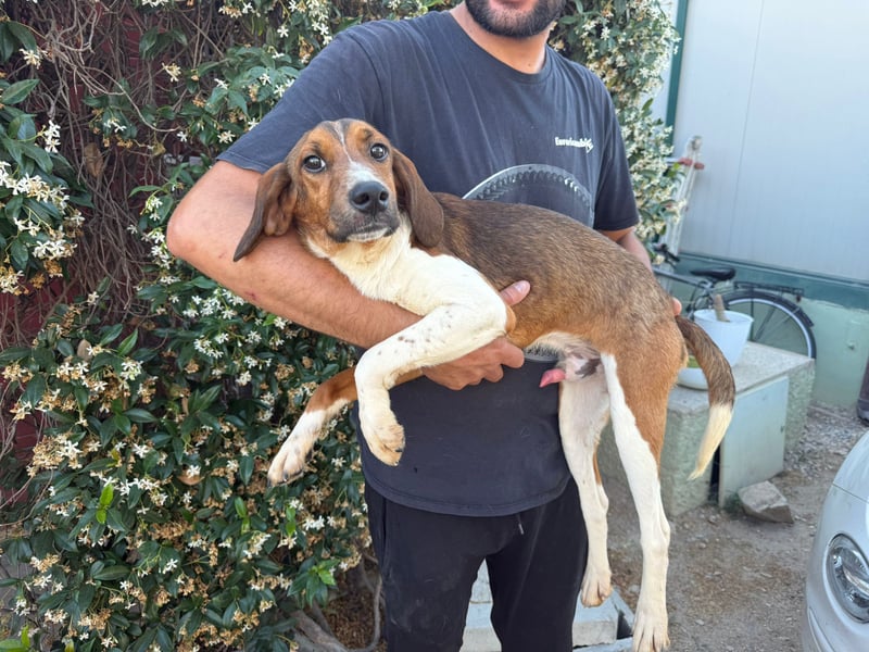 Birillo – Familienhund in spe -