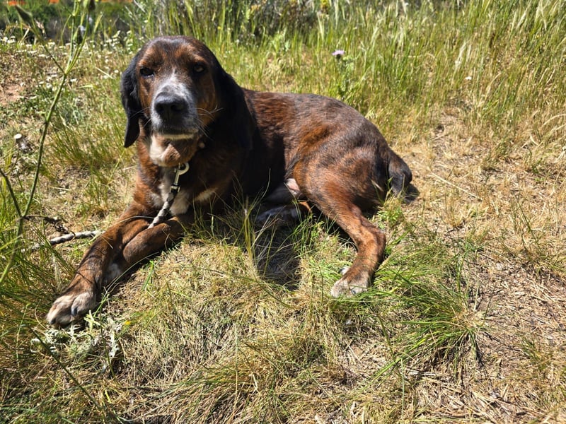 Geo – Familienhund ehrenhalber