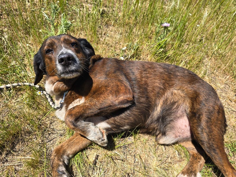 Geo – Familienhund ehrenhalber