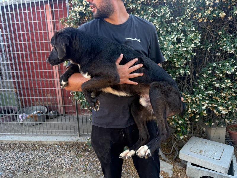 Orso – Familienhund in spe -