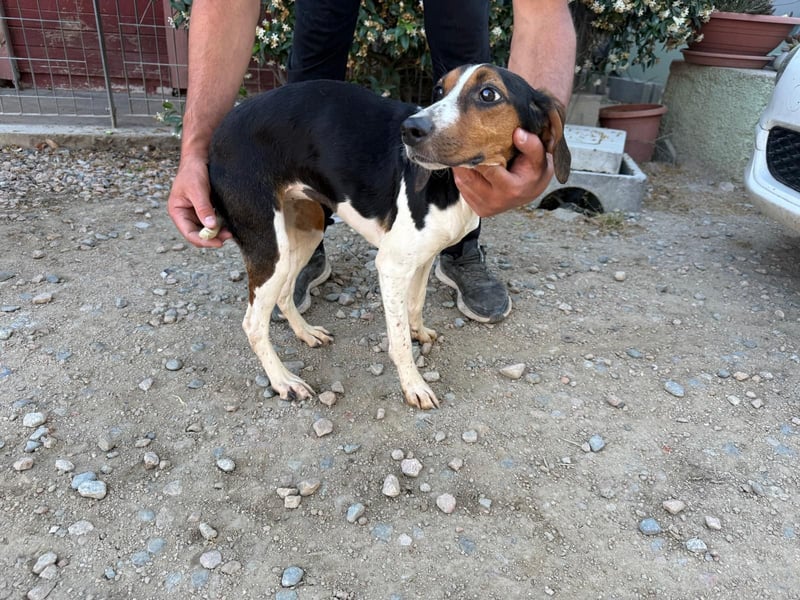 Macchia – Familienhundehoffnung