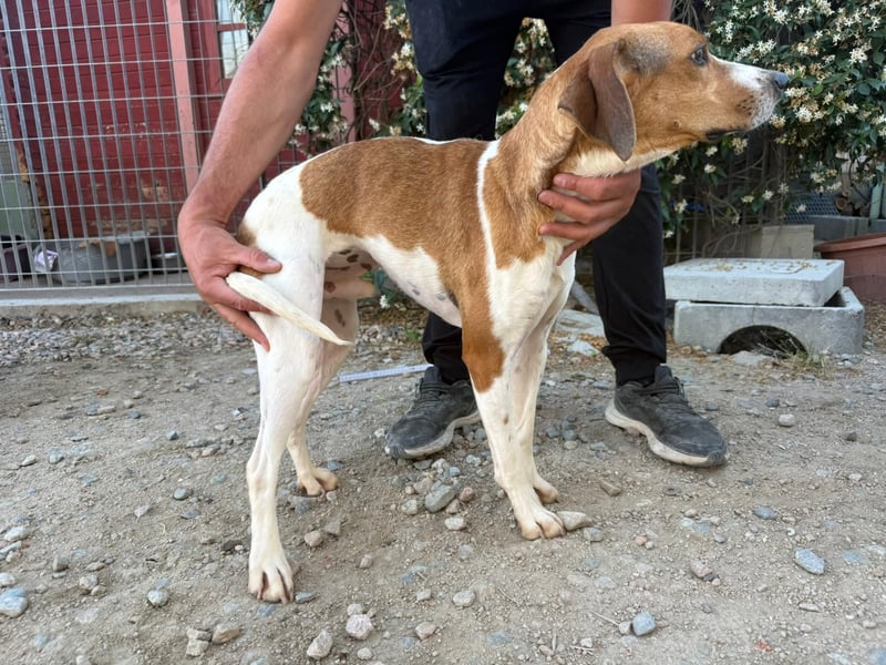 Bruce – Familienhund in spe -