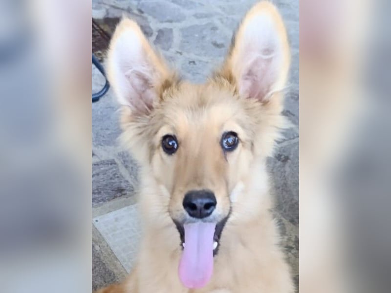 Pablo Plüschohr : „NACH HAUSE!“ Pablo Plüschohr : „NACH HAUSE!“