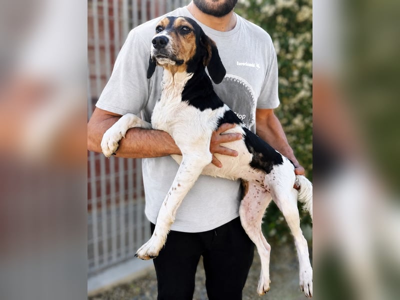 Pallina – Familienhundehoffnung -