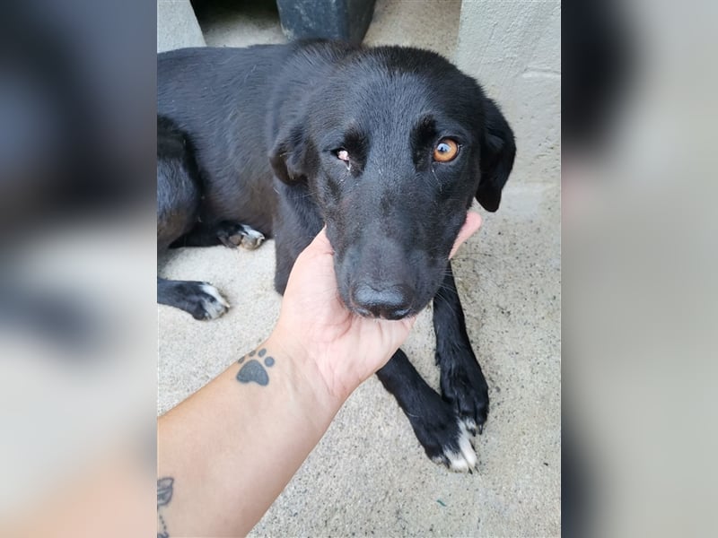 Circe: „Und wann geht es los mit meiner familienhundlichen Bildungsmaßnahme?“