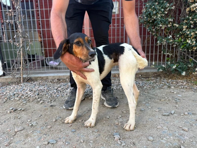 Pallina – Familienhundehoffnung -