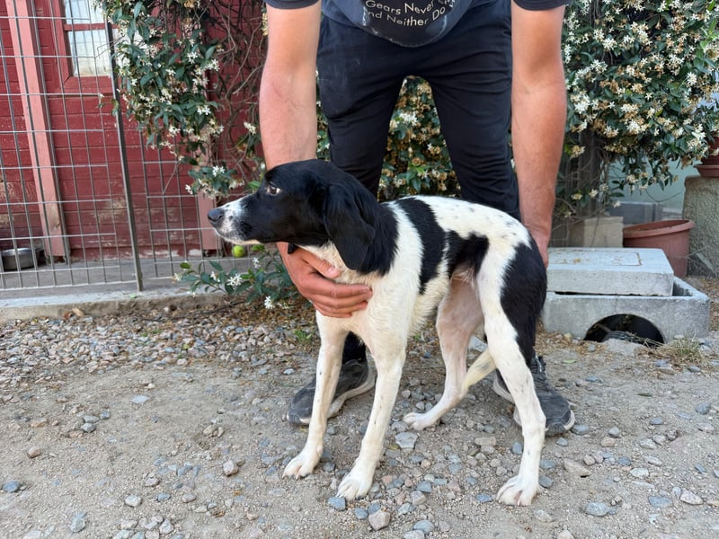 Venere – Familienhundehoffnung -
