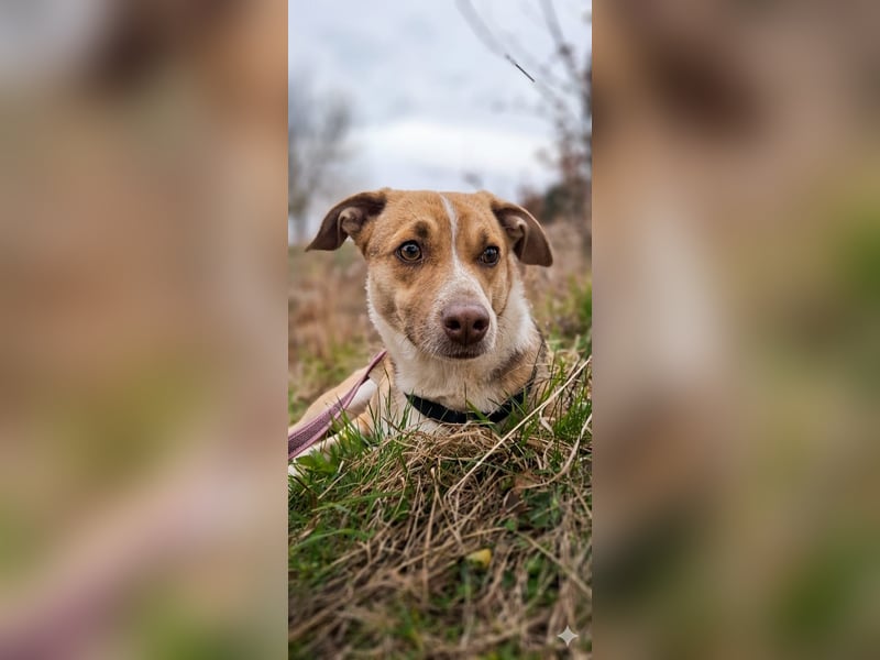 Shakira:“wohin mit allen meinen Talenten?“