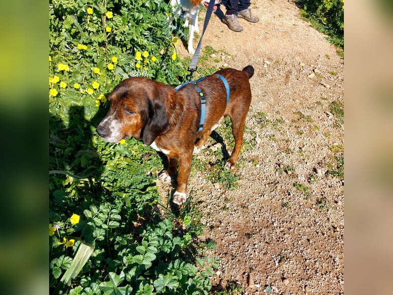 Geo – Familienhund ehrenhalber