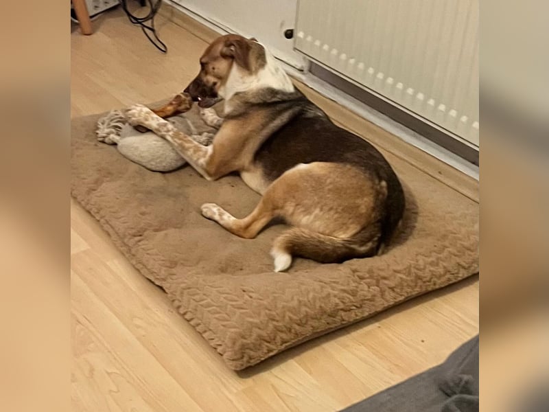 Shakira:“wohin mit allen meinen Talenten?“