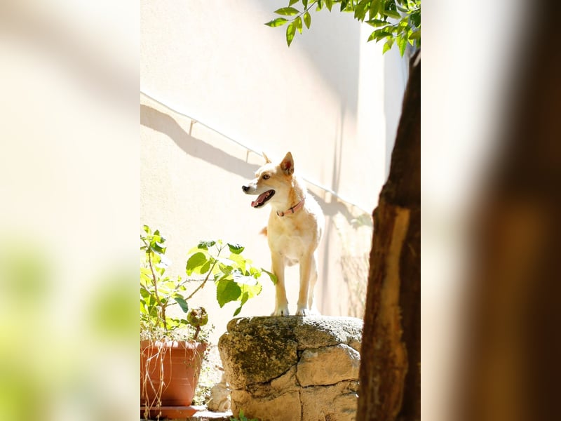 Shiba,- Doggiepower von Feinsten